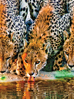 Cheetah at the Waterhole Zambia