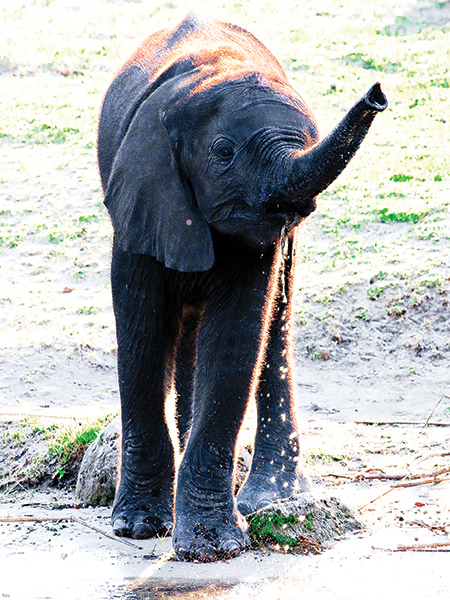 Baby Ellie on the Chobe River