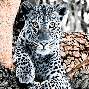 Leopard in a Tree Zambia